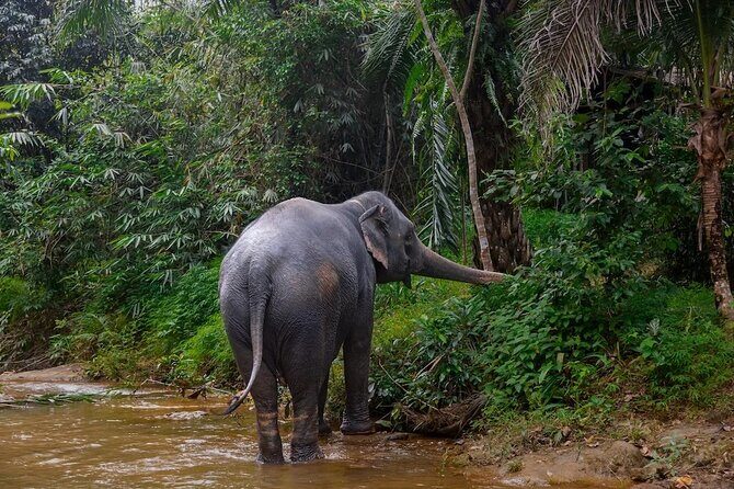 Khao Lak: Half day Bamboo Rafting Tour with Lunch - Who should book this, and who should pause first