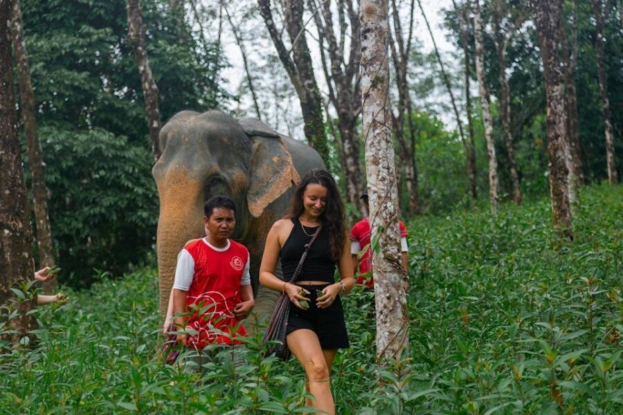 Khaolak: Begin the Day with Elephants - Walk and Feed Tour - Key Highlights You’ll Care About