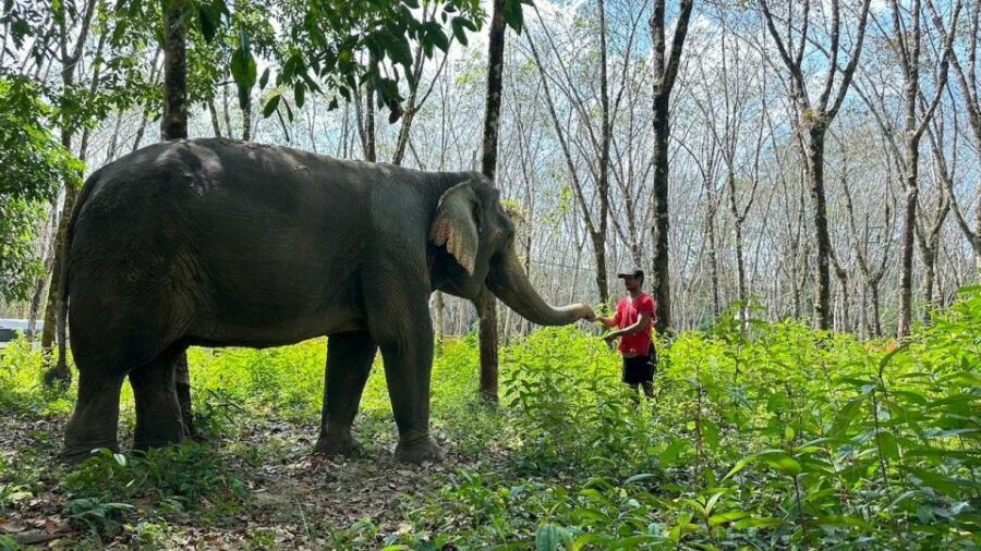 Khaolak: Begin the Day with Elephants - Walk and Feed Tour - Gathering Food: Bananas and Cane Sugar Before You Walk
