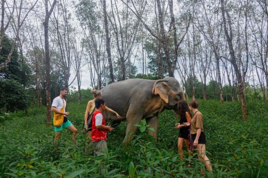 Khaolak: Begin the Day with Elephants - Walk and Feed Tour - Feeding Time: Where Connection Meets Good Behavior