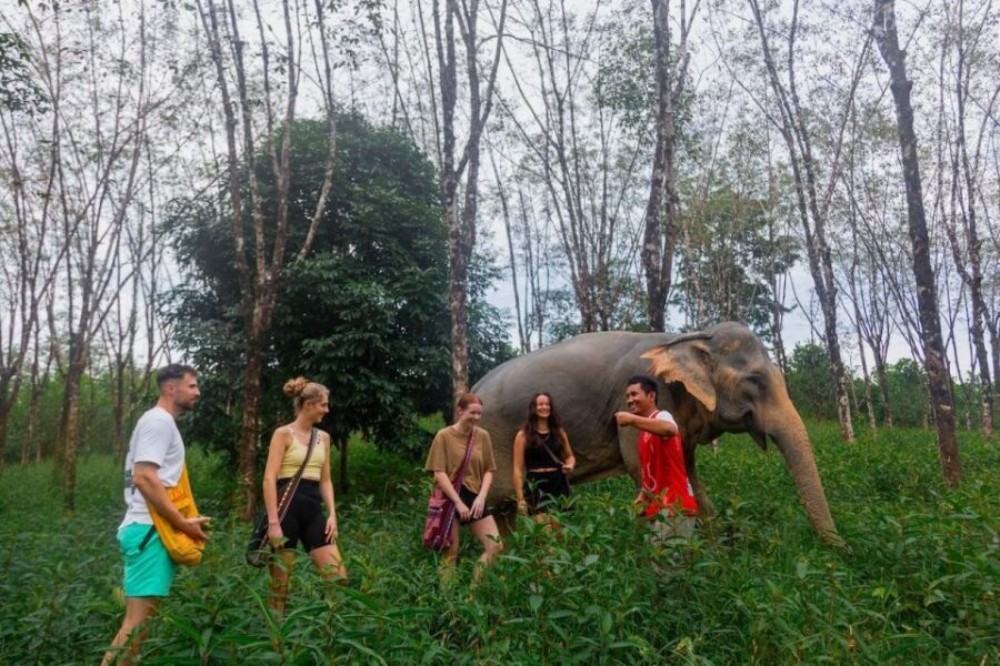 Khaolak: Begin the Day with Elephants - Walk and Feed Tour - Touch, Observe, Photograph: Your Pace, Your Moments