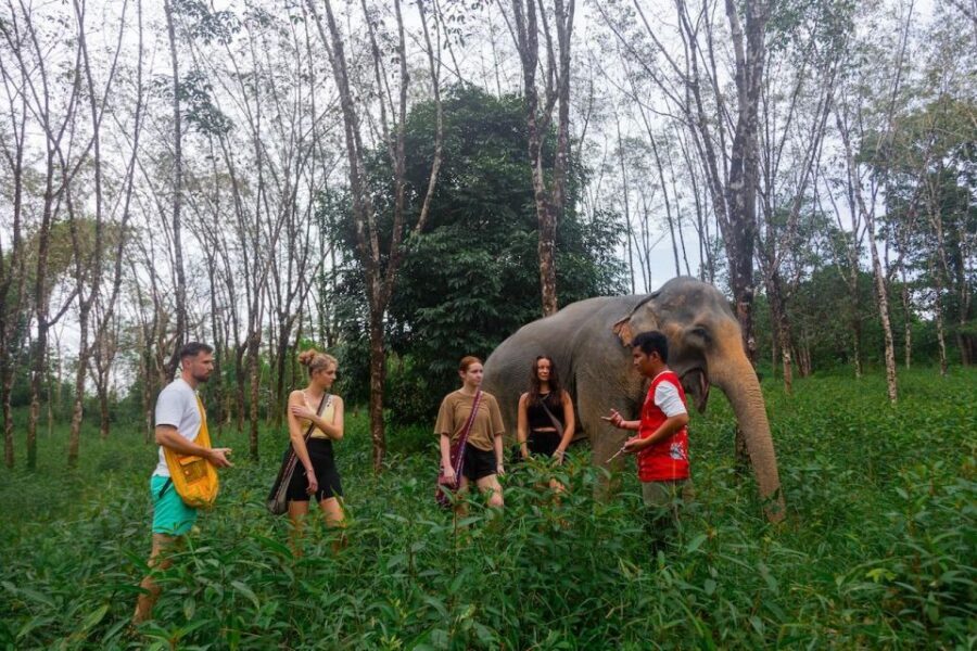 Khaolak: Begin the Day with Elephants - Walk and Feed Tour - The Morning Ends at 8:30am: Dry Clothes and Breakfast Plans